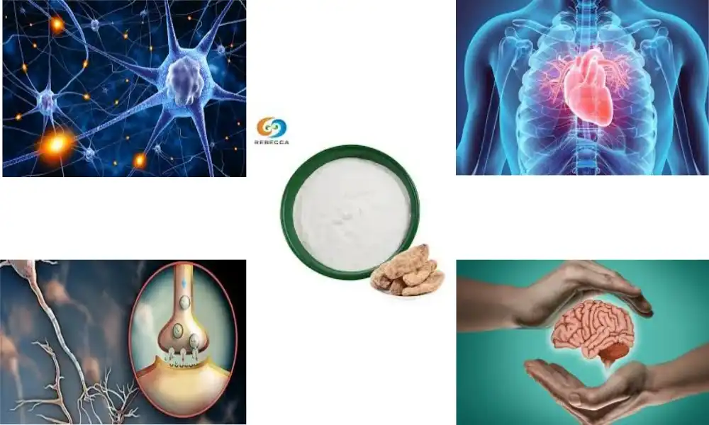 How Pure Gastrodin Powder Promotes Healthy Nerve Function?