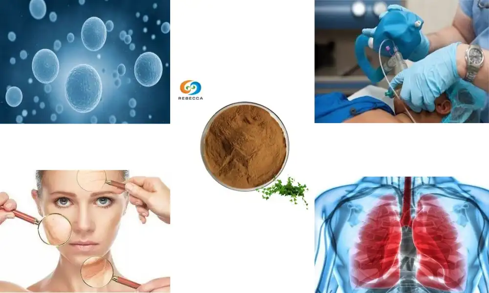 ఐవీ లీఫ్ ఎక్స్‌ట్రాక్ట్ పనిచేస్తుందా?