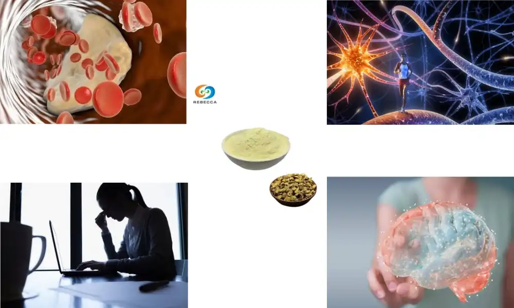 Can Baical Skullcap Root Extract Help with Anxiety?