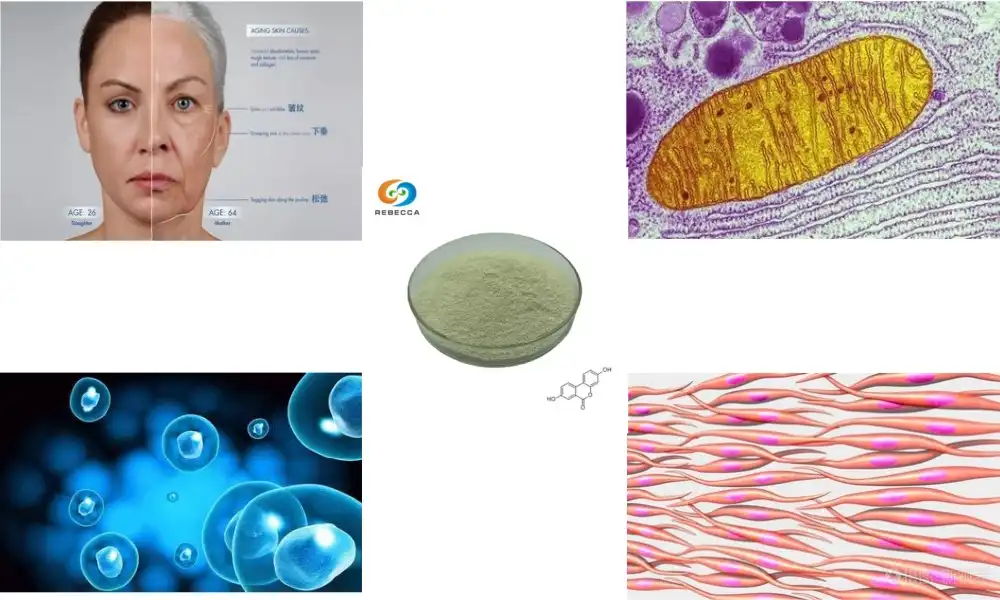 Urolithin A: Anti-Aging Benepisyo nga Kinahanglan Nimong Mahibal-an Urolithin A: Anti-Aging Benepisyo nga Kinahanglan Nimong Mahibal-an