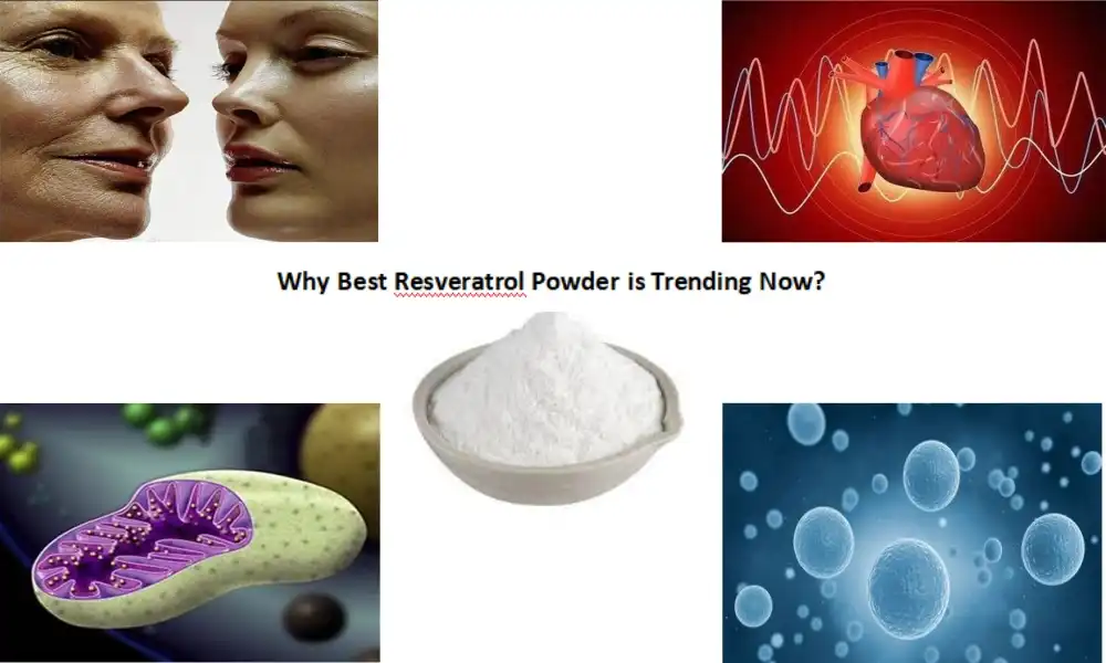 Waarom is het beste resveratrolpoeder nu trending?