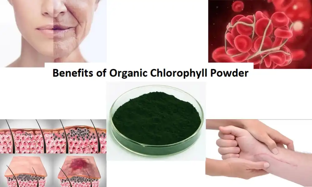 Benefits of Organic Chlorophyll Powder