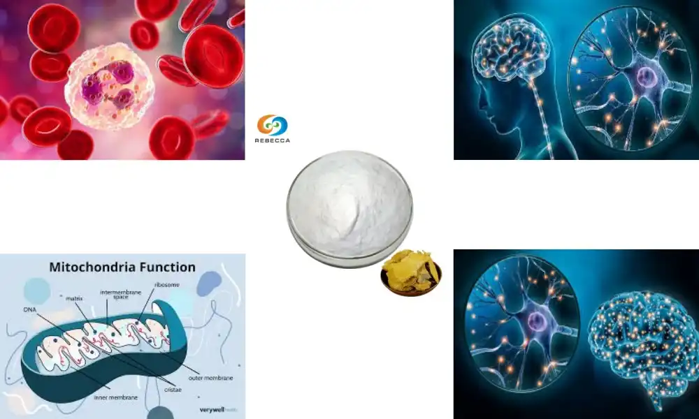 Boost Brain Function Naturally with Resveratrol