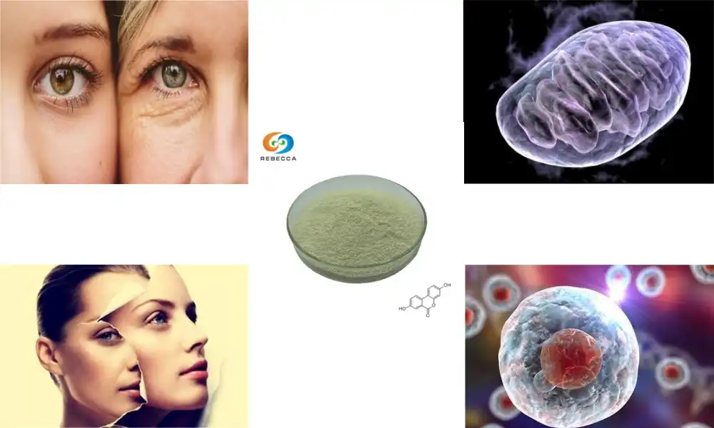 How Does Urolithin A Powder Support Mitochondrial Health?