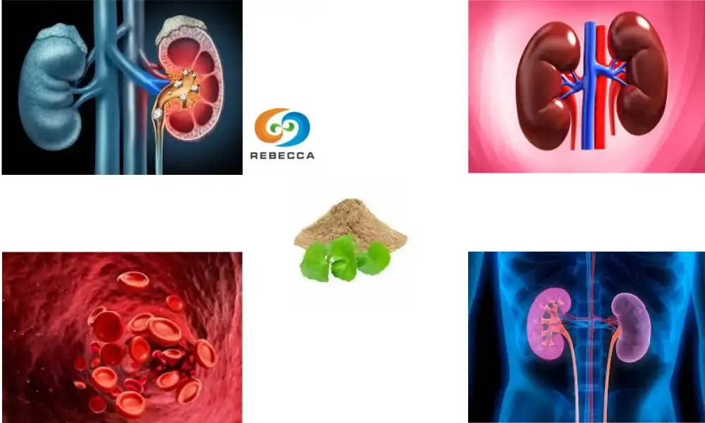 Does gotu kola affect the kidneys?