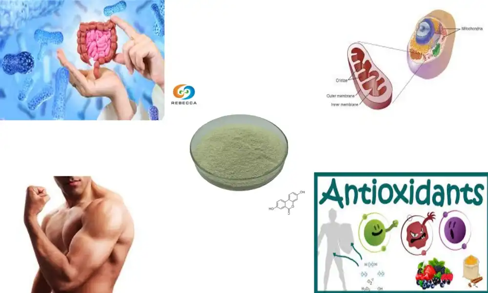 The Amazing Urolithin A Powder Benefits You Need to Know