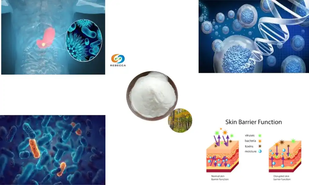 What is the main active compound in birch bark extract?
